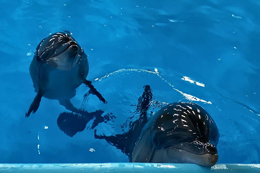 Дельфины в Pattaya Dolphinarium